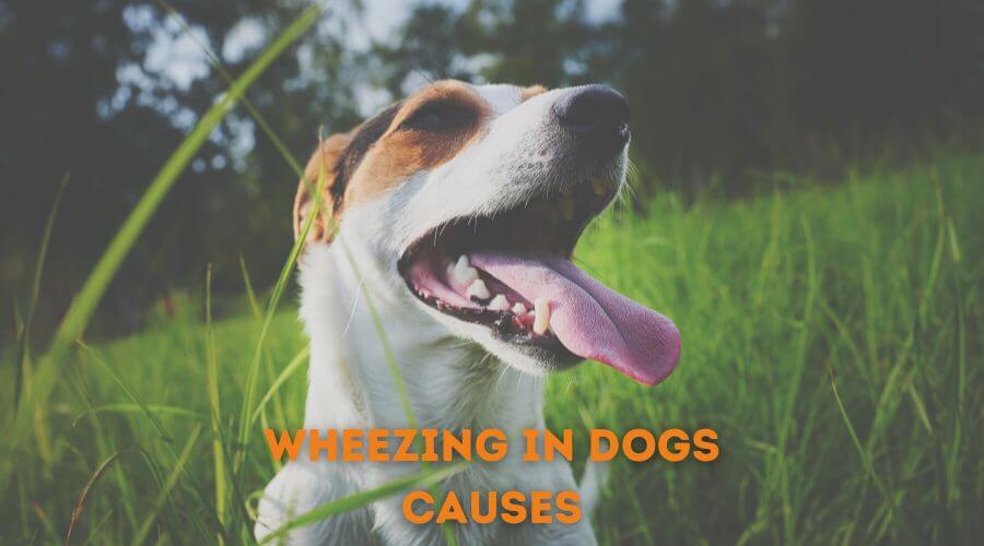 the most common causes of wheezing in dogs