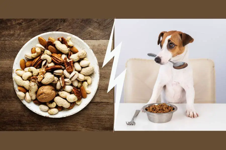 These Nuts Are Safe for Dogs to Eat