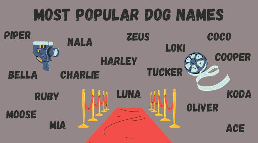 top 20 popular and famous dog names