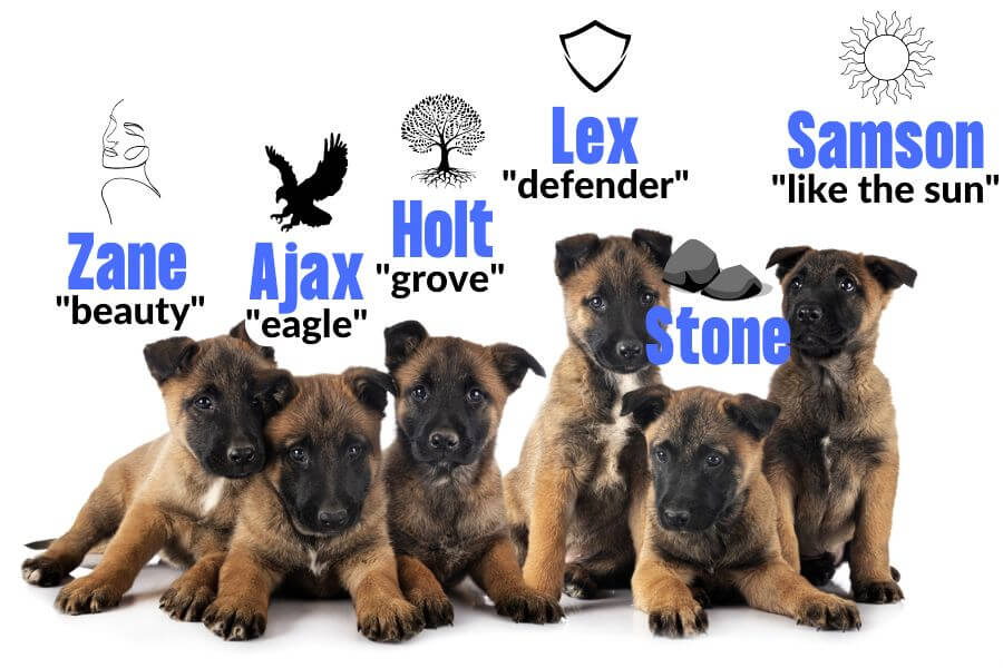 Tough Male Dog Names