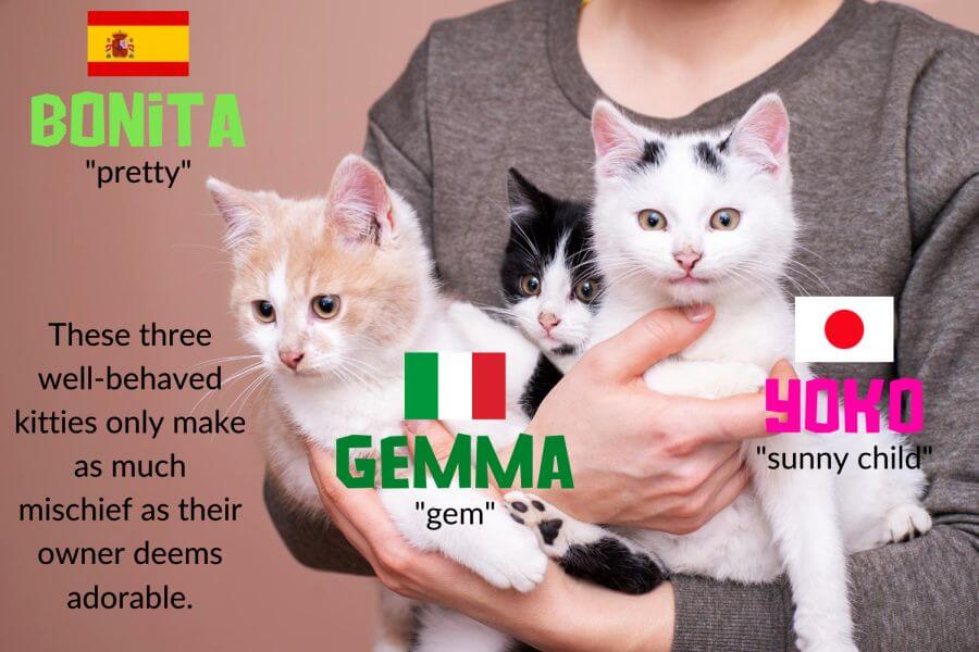 Unique Female Cat Names