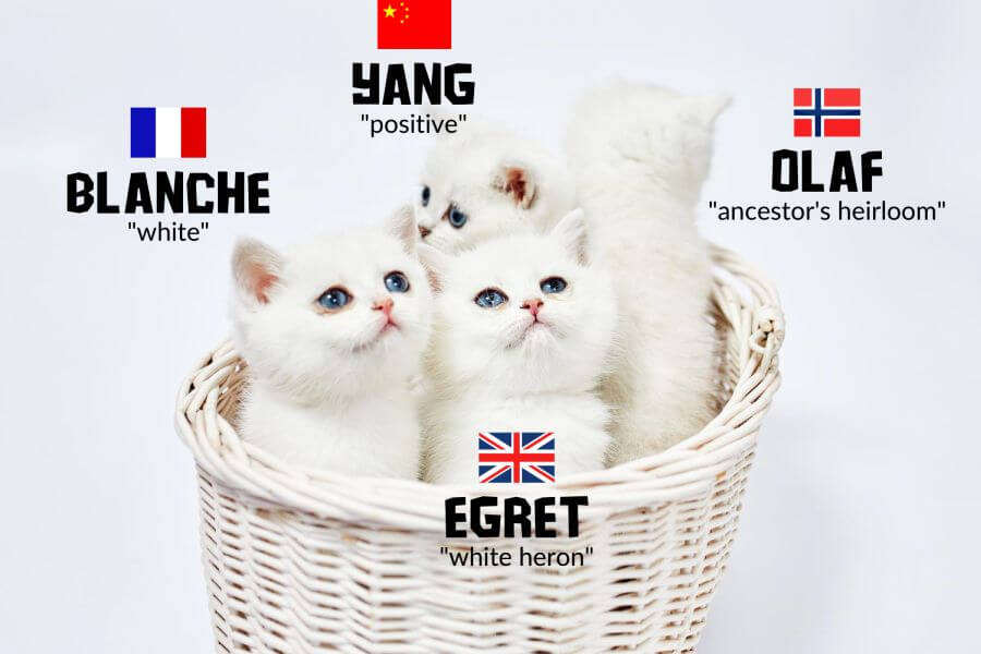 Unique White Cat Names