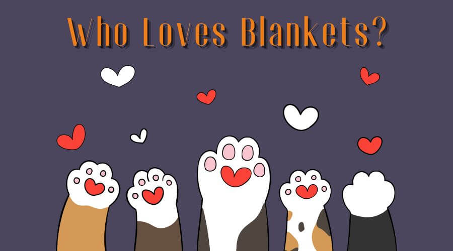 what can you do to stop your cat from sucking on blankets