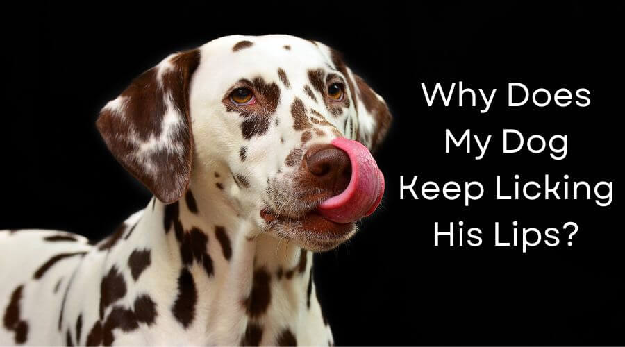 what can you do to stop your dog from licking their lips