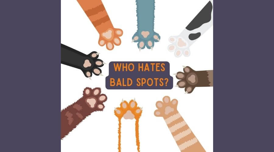 what do I need to know about bald spots on cats