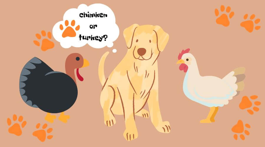 what is better for dogs - turkey or chicken