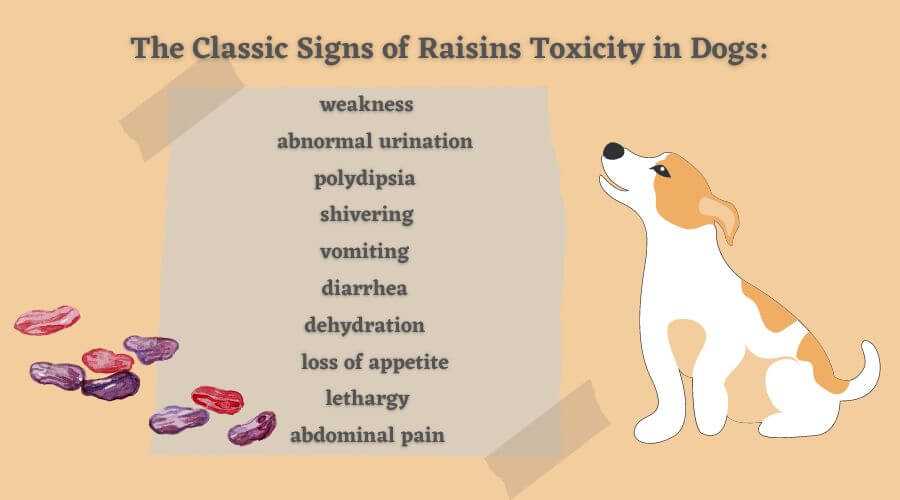 what should I do if my dog has eaten raisins