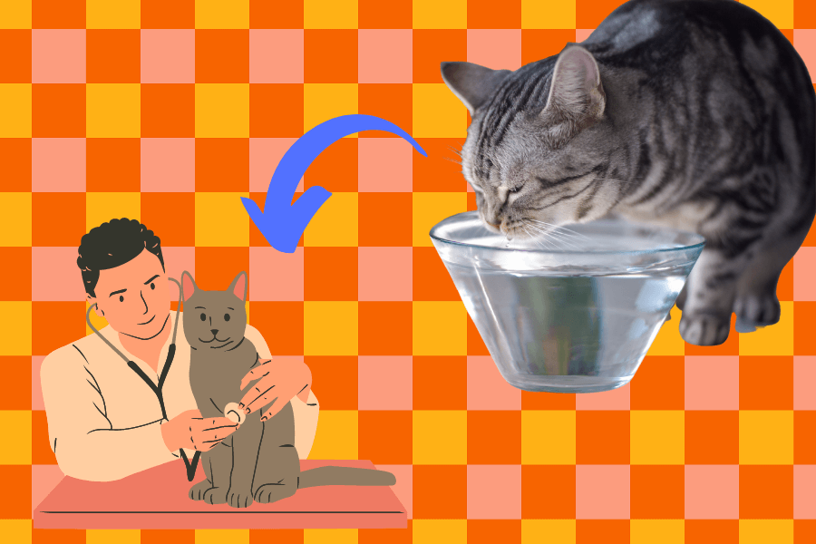 What to Do If Your Cat Is Drinking a Lot of Water?