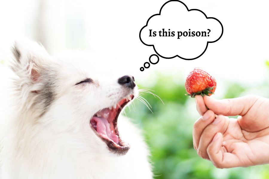 When Are Strawberries Bad for Dogs?