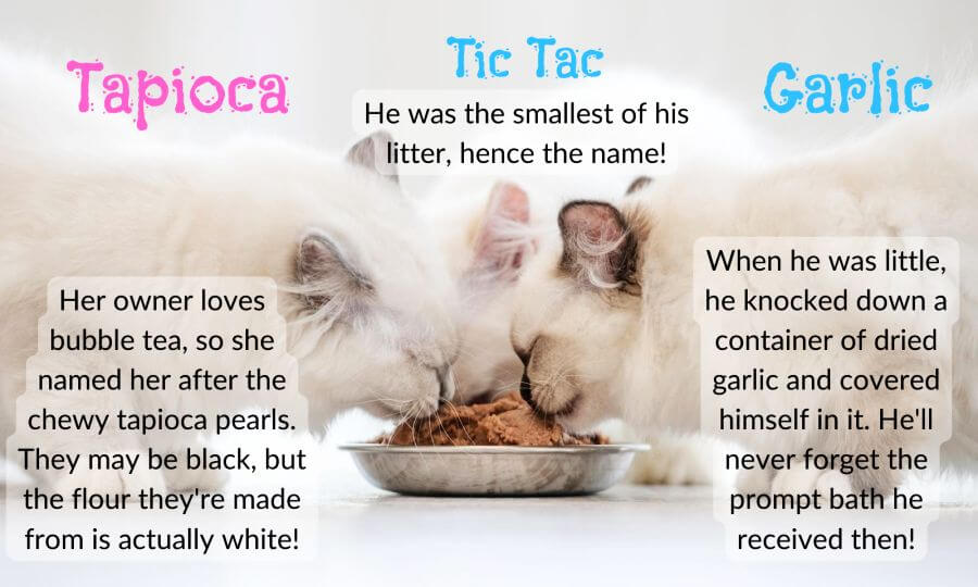 White Cat Names Based on Foods