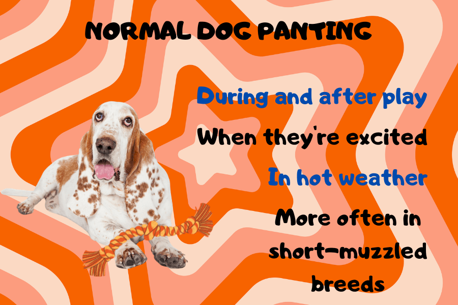 Why Do Dogs Pant? Normal Dog Panting