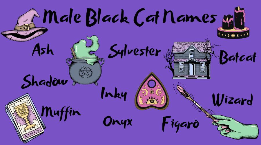 witchy and magic-inspired names for black cats