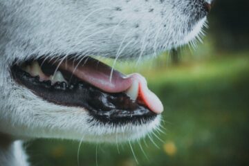 how long do dogs teeth