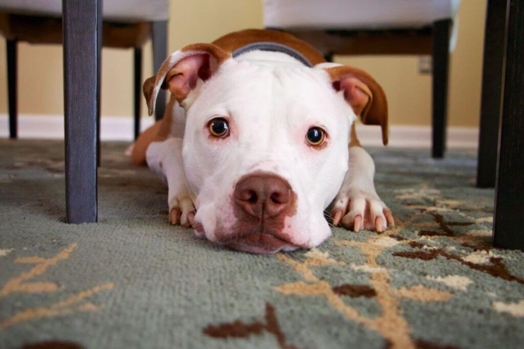how to get dog poop out of carpet